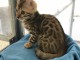 adoption chaton Bengal âgés de 3 mois