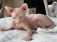 adoption magnifiques chaton sphynx âgés de 3 mois