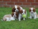 Cavalier King Charles déjà a jour