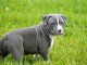 Chiot american staffordshire terrier lof