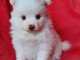 À donner chiot spitz pomeranien femelle blanche