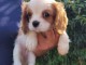 Chiots cavalier king charles femelle blenheim à donner