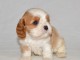 Chiots cavalier king charles femelle blenheim à donner