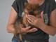 A adopter chiots spitz nain allemand femelle