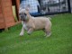 Je donne chiot bouledogue français femelle lof