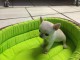 Je donne magnifique chiot chihuahua femelle