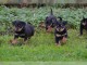 CHIOTS DE RACE ROTTWEILLER