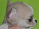 Je donne magnifique chiot chihuahua femelle