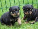 Superbe Rottweiler a donner  