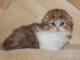 chaton Highland Fold âgé de 3 mois