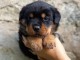 Magnifique chiots Rottweiler