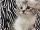 adoption magnifiques chaton Siberien âgé de 3 mois