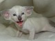 adoption magnifiques chaton siamois âgés de 3 mois