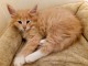 adoption magnifique chaton Norvégien âgé de 3 mois