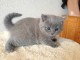 adoption magnifique chaton Chartreux âgé de 3 mois