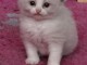 adoption magnifiques chaton ragdoll âgés de 3 mois