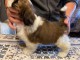 Donne chiot type  shih tzu 