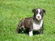 Donne chiot type Américan Staffordshire Terrier 