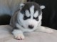 Superbes chiots husky femelle et mâle disponible