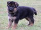 Donne chiot type Berger allemand