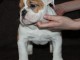 Donne chiot type Bulldog Anglais 