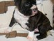  Donne chiot type Boxer