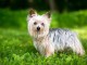 Donne chiot type Yorkshire Terrier