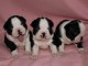 Magnifiques chiots boston terrier lof 