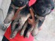 magnifiques Chiots Berger Allemand LOF