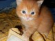 adoption magnifique chaton siberien âgé de 3 mois