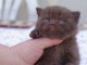 adoption magnifiques chaton Scottish fold âgés de 3 mois.