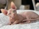 adoption magnifiques chaton sphynx âgés de 3 mois