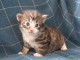adoption magnifique chaton Norvégien âgé de 3 mois