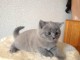 adoption magnifique chaton Chartreux âgé de 3 mois