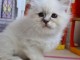 adoption magnifiques chaton sacré de birmanie âgés de 3 mois