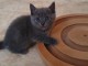 adoption magnifique chaton Chartreux âgé de 3 mois. 