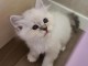 adoption magnifiques chaton sacré de birmanie âgés de 3 mois.