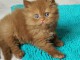  adoption magnifiques chaton British Shorthair âgés de 3 mois