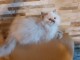 adoption magnifiques chaton Scottish fold âgés de 3 mois