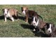 chiot American staffordshire terrier