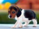 chiot beagle trois mois