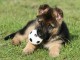 chiot berger allemand trois mois