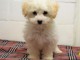 chiot bichon frise trois mois