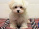 chiot bichon maltais trois mois