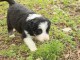 chiot border collie trois mois