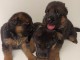 magnifiques Chiots Berger Allemand LOF 1 mâle et femelles