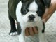 chiot boston terrier trois mois