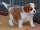 Chiots cavalier king charles femelle blenheim à donner