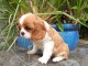 Chiots cavalier king charles femelle blenheim à donner
