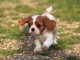 Chiots cavalier king charles femelle blenheim à donner